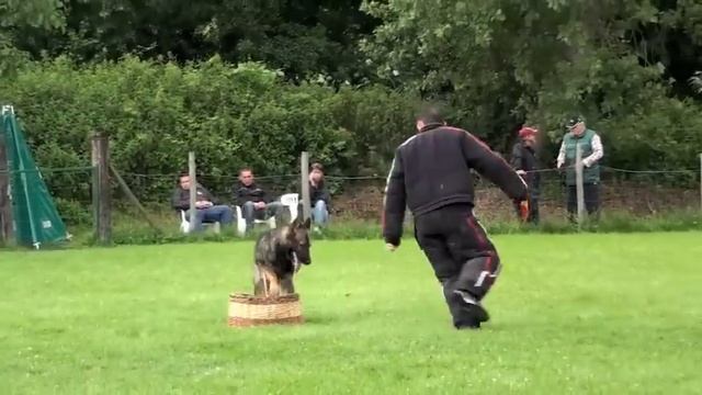 Balkan de Taous du Midi-Banzaï du Clos Champcheny Berger allemand - Malinois Ring 3. смотреть онлайн