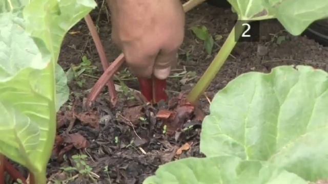 How and When to Harvest Rhubarb Plants смотреть онлайн