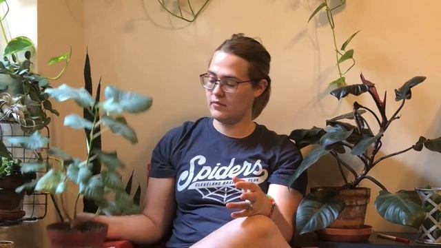 Ficus Petiolaris - How I Care For My Tiny Tree