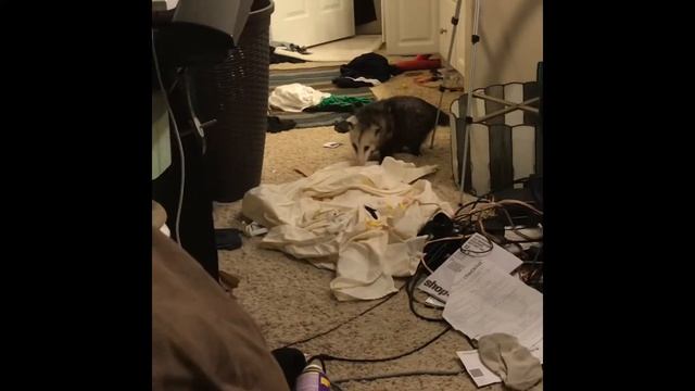 Possum Pet: Emilio Does Laundry смотреть онлайн