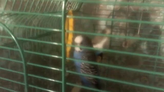 Попугаи//Новая безделушка смотреть онлайн