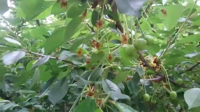 Маленькие зеленые вишенки смотреть онлайн