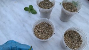 Укореняю черенки петунии в вермикулите