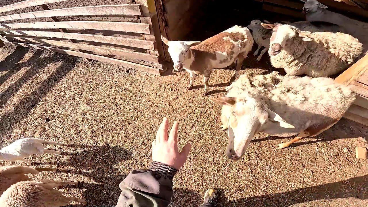 Я стал зависим от этого ... Всё подготовил ! ХУТОР В ЛЕСУ №655