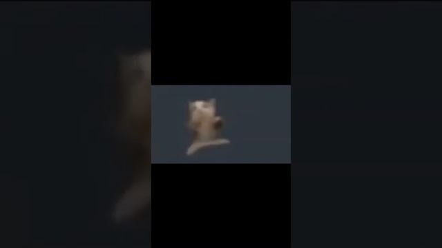 Кот танцует 10 часов смотреть онлайн