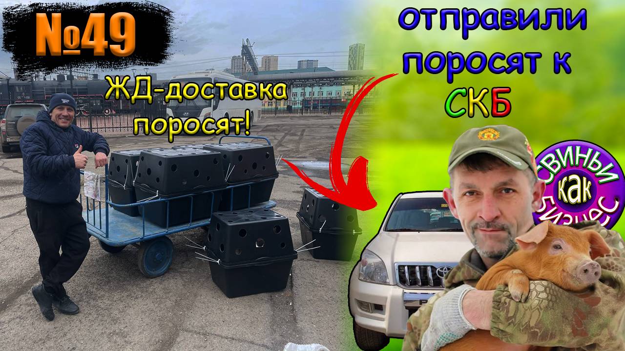 №49 Доставка поросят(животных)Алексею Комарову(СКБ) и Железной дорогой