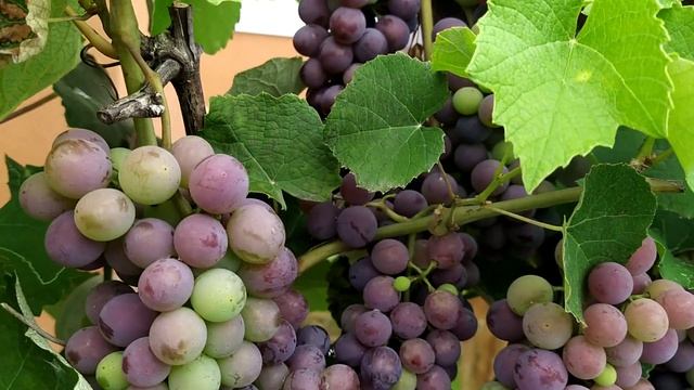 Україна# оглядаю виноград, треба його обірвати і переробити. смотреть онлайн