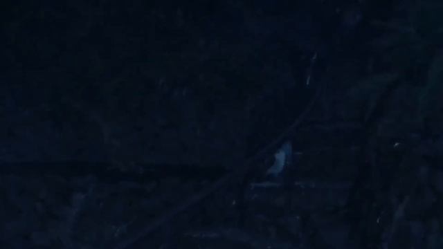 НОВОСТИ Гача Лайф🤩🤩 || Вебка и Геля, Тушонка и Кирилл, Shadow Кексик, Мезуми И ДРУГИЕ🤯😕 смотреть онлайн