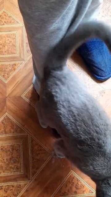 #shorts Вот так Люси любит) Кошка трется об ноги смотреть онлайн