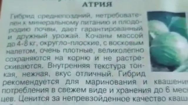 Капуста Атрия - гибрид белокочанного сорта смотреть онлайн