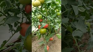 Томат "Пинк Маргари". Август, 2023 год.