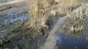 Нерест окуня