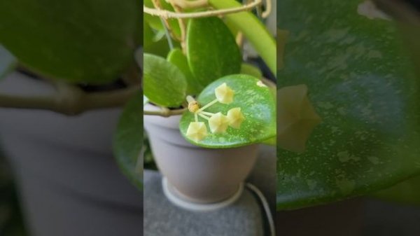 Hoya Parasitica(Паразитика) рост, уход, цветение!!!
