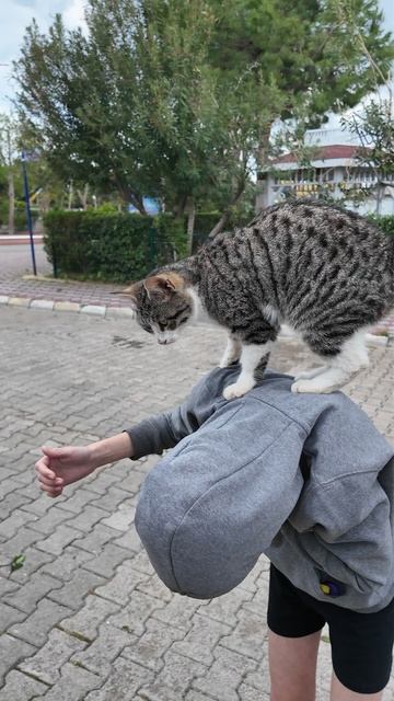 Кот мнет смотреть онлайн