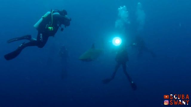Sunset Dive with Silky Sharks смотреть онлайн