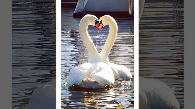 ✨ Яңа Көн Белән Дусларым ✨🌞🌄🌹🌹🌹 смотреть онлайн