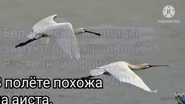 Обыкновенная колпица (англ. Eurasian Spoonbill) смотреть онлайн