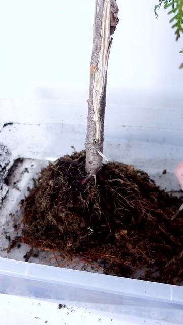 Thuja Bonsai Refinement #bonsai смотреть онлайн
