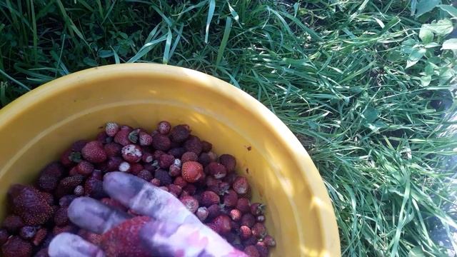 🍓🍓🍓ЗЕМКЛУНИКА ((( ДИАНА)))🍓🍓🍓 смотреть онлайн
