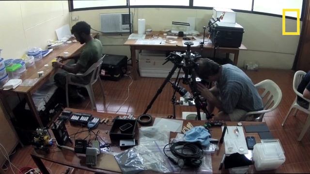Amazon Adventure—Documenting Life in Ecuador's Yasuní National Park | National Geographic смотреть онлайн