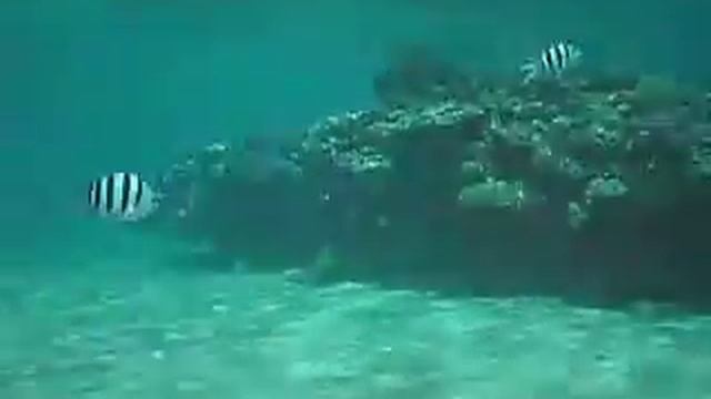 Clown Wrasse & Coral Reefs of the Red Sea смотреть онлайн