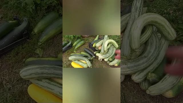 Собрала немножко кабачков смотреть онлайн