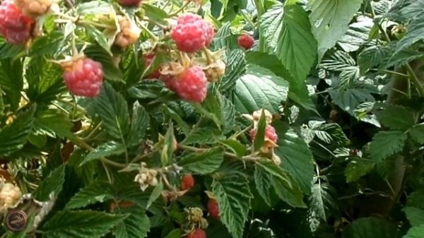 малина Таруса. Вкус, зимостойкость...