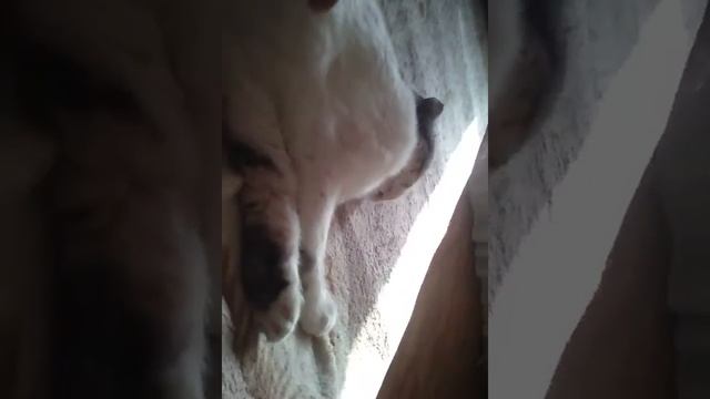 Рассказ про моего кота