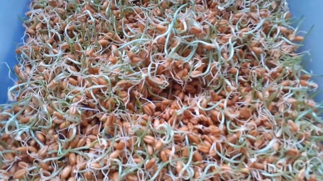 Эксперимент. Перепелки и пророщенная пшеница. смотреть онлайн