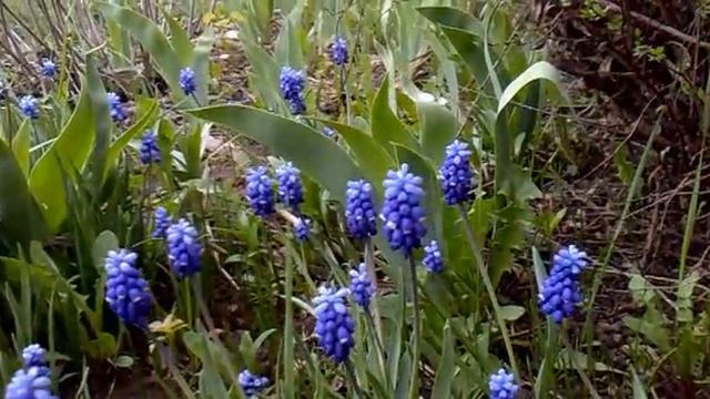 ПЧЕЛА НА ЦВЕТКЕ.МАЙ 2011года.mp4 смотреть онлайн