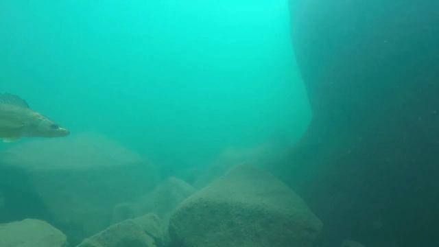 Lake Superior Aquaman: Trench Lyfe смотреть онлайн