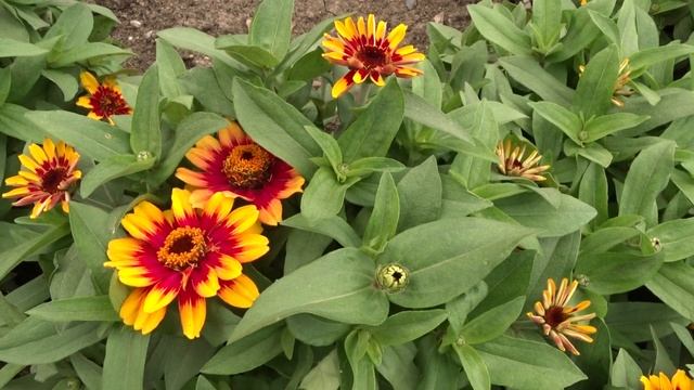 Zinnia x hybrida ´Profusion Red Yellow Bicolor´ смотреть онлайн