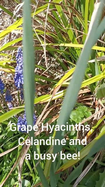 A great springtime scene! Grape Hyacinths, Celandine and a busy bee! смотреть онлайн
