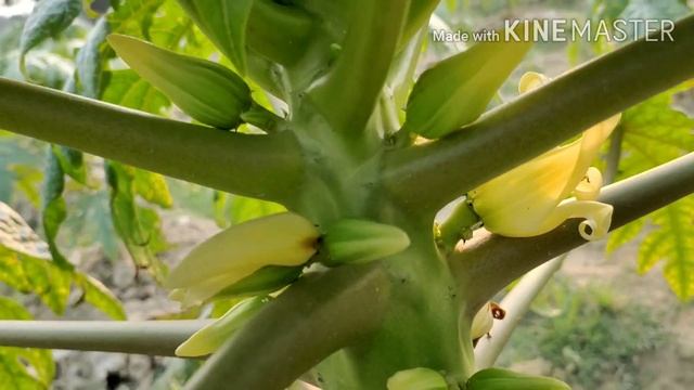Papaya Red Lady 786 Flowering | Papaya 5 Months Plants