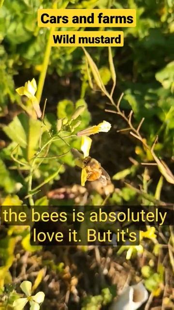 Bee plants (wild mustard) #bee #bees #plants #wildmustard #nativeplant #florida #beekeeper #shorts смотреть онлайн