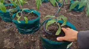 🌿 Простой способ подвязки помидоров – без лишних затрат!