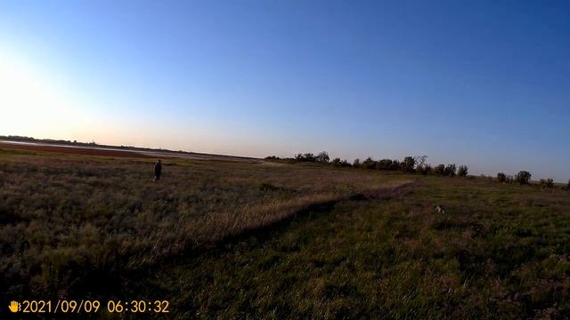 На перепела с собакой 2021