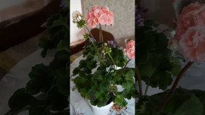 Пеларгония на подоконнике Astrid Rosebud