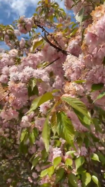 Sakura Cherry Blossom。Hamilton - Ontario - Canada 🍁🇨🇦 смотреть онлайн