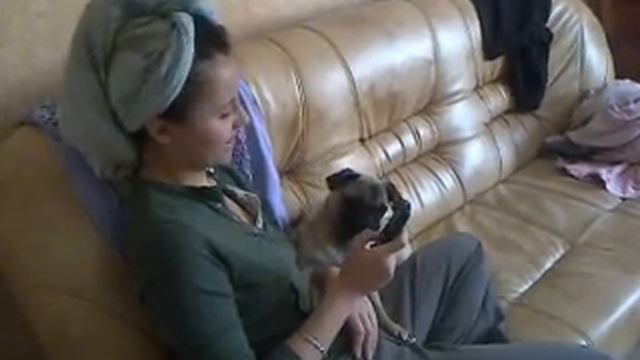 Поющий мопс смотреть онлайн