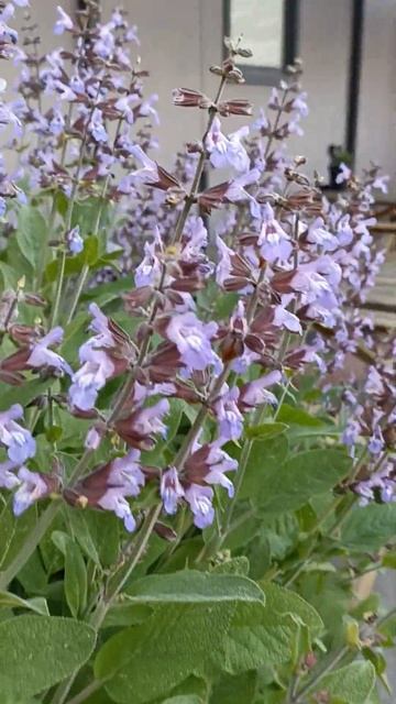 Цветущий Шалфей - красивое декоративное растение! смотреть онлайн