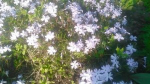 VID_20250414_171329.mp4