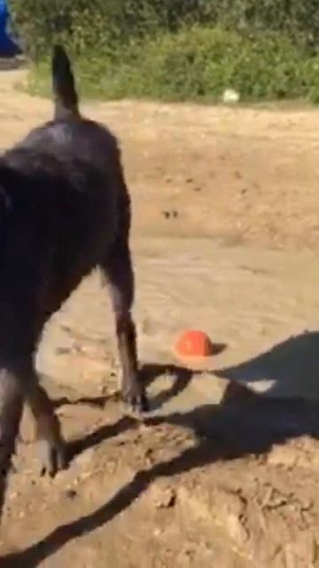 Крым Севастополь Дратхаар играет с мячиком в грязи смотреть онлайн