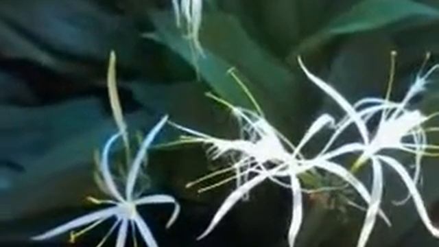 Paz e amor - Lírio aranha na primavera смотреть онлайн