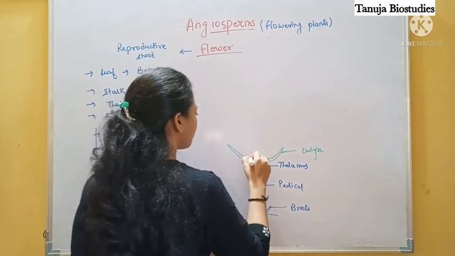 Angiosperms - Complete Explanation | Double Fertilization |Plant Kingdom|Class 11 Biology/NEET/AIIM смотреть онлайн