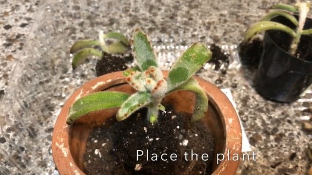 Pot and propagate panda ears смотреть онлайн
