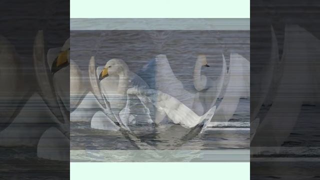 Аркадий Кобяков *Любовь моя как лебедь 🦢🦢 белая * смотреть онлайн