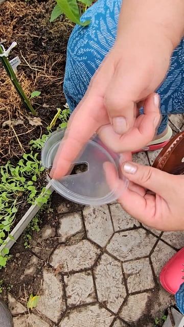 Не надо паники! Существует простой способ борьбы со слизнями! смотреть онлайн