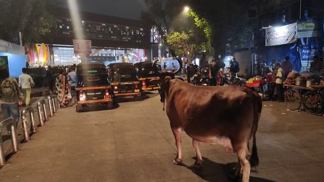 Night Mumbai ночные коровы Мумбаи Индия 2025 апрель