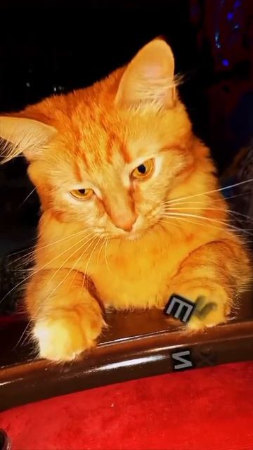 не харя не треснет 🤣